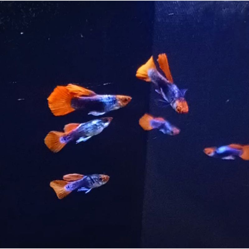 Hiasan Aquarium Ikan Guppy PRT KOI