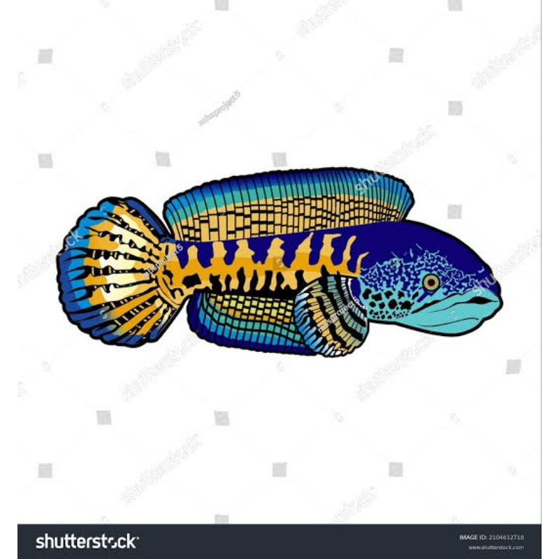 chana auranti cb pulosari size 5-6 cm