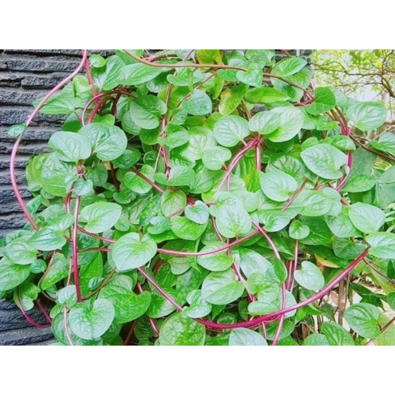 

Daun Binahong Fresh pengobatan herbal