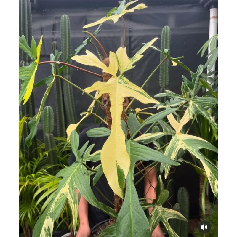 flobe varigata florida beauty var