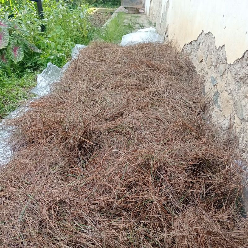 

termurah!! serat Cemara/daun pinus kering daun Cemara kering