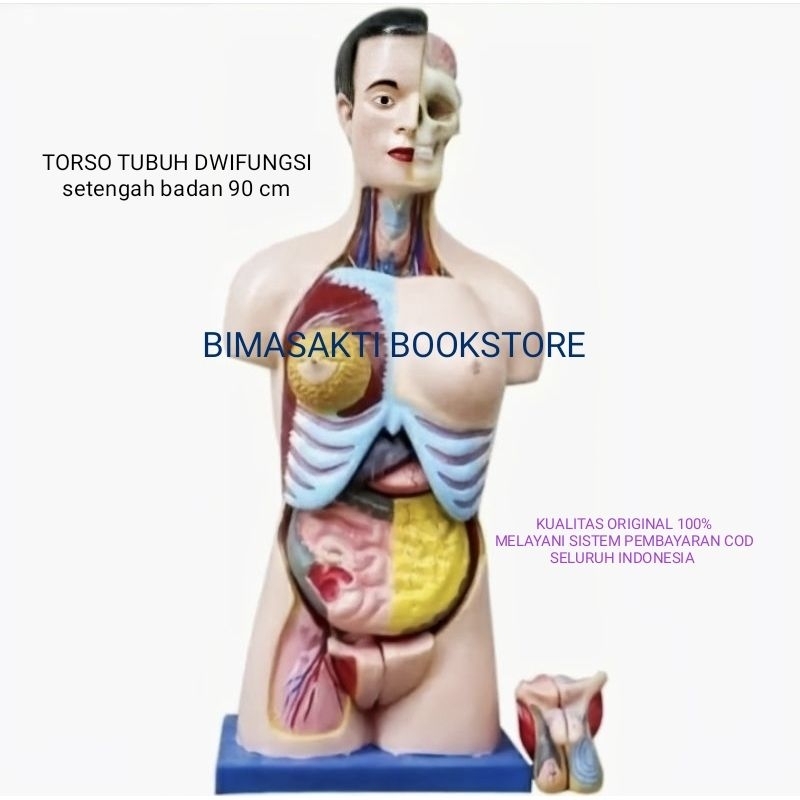 

ALAT PERAGA PENDIDIKAN ANATOMI TORSO TUBUH DWIFUNGSI SETENGAH BADAN 90 cm