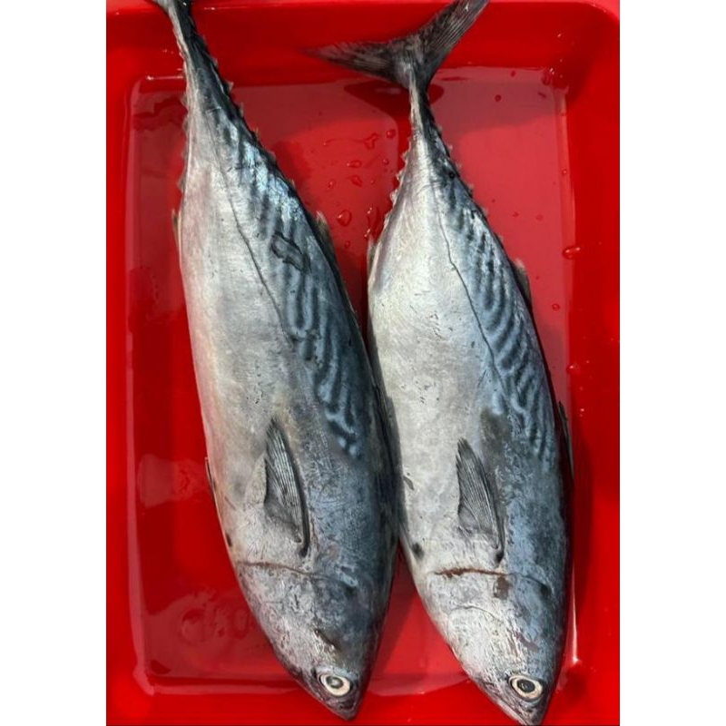 

Ikan Tongkol Lurik