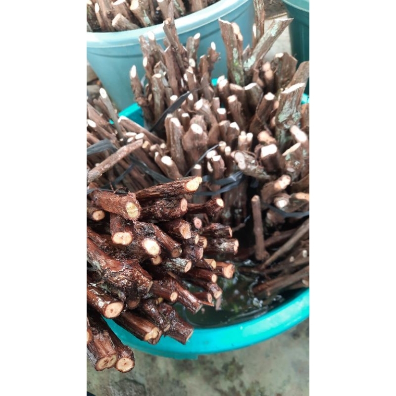 Cutting Rootstock Ramsey, Kober, Andros ( 0.5 kg )