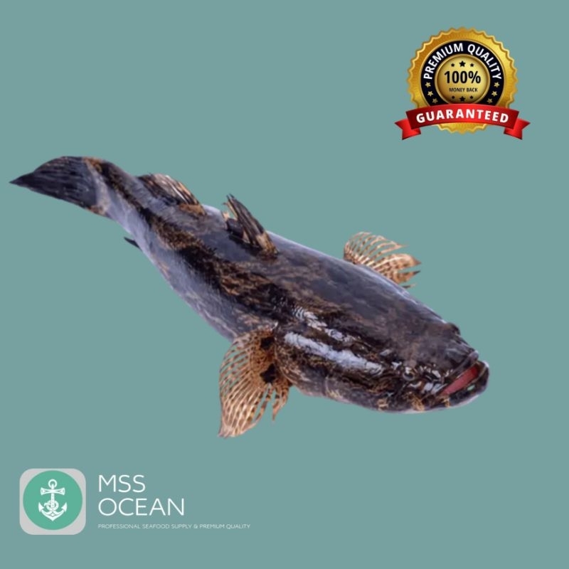 

IKAN BETUTU HIDUP PREMIUM