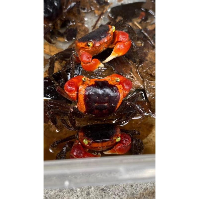 

kepiting hias air tawar 5 ekor