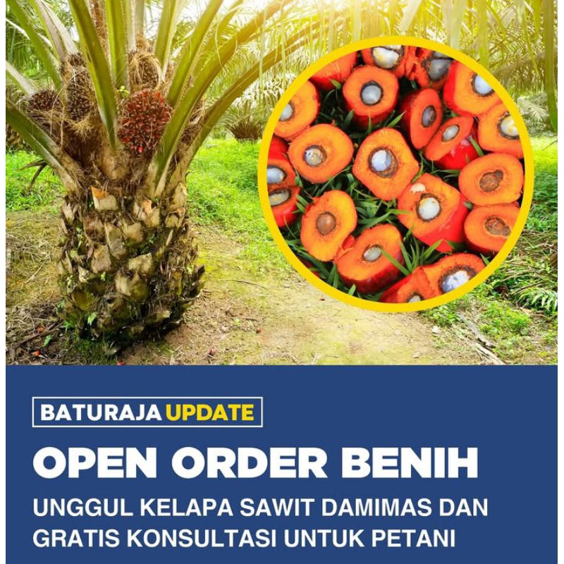 bibit kecambah sawit  DXP DAMI MAS