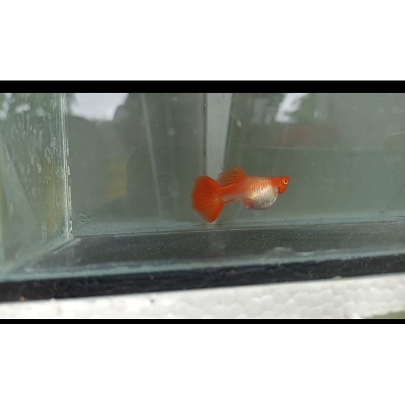 GUPPY ALBINO KOI SHORT BODY sepasang