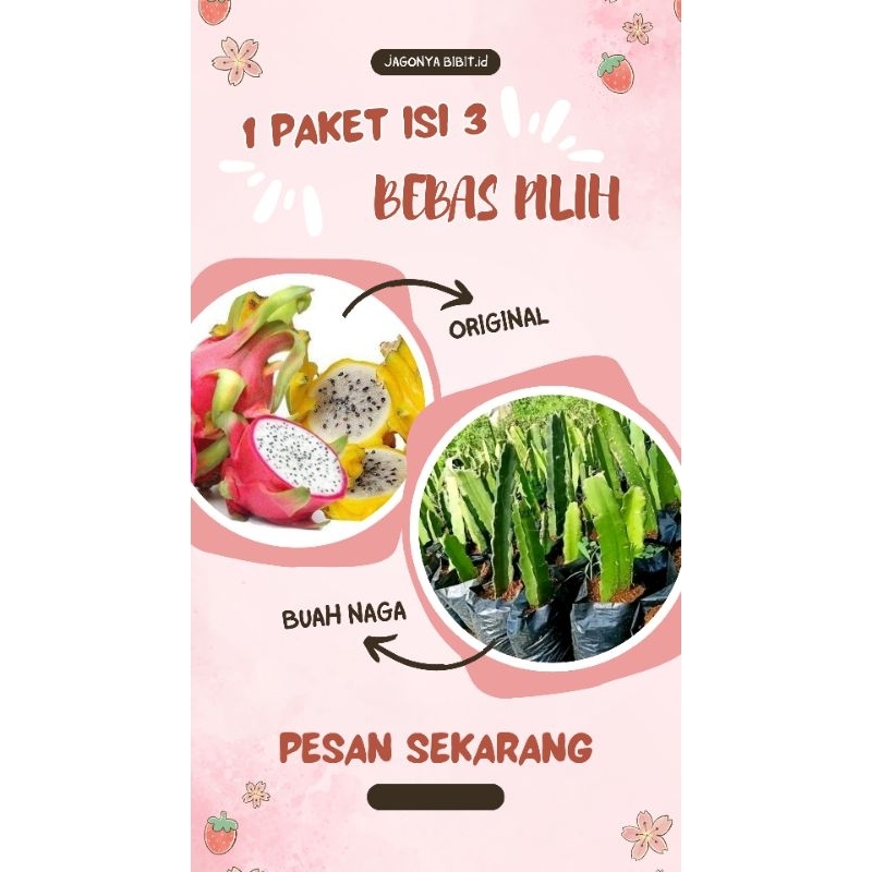 

BUAH NAGA 1 PAKET ISI 3 WARNA BEBAS PILIH
