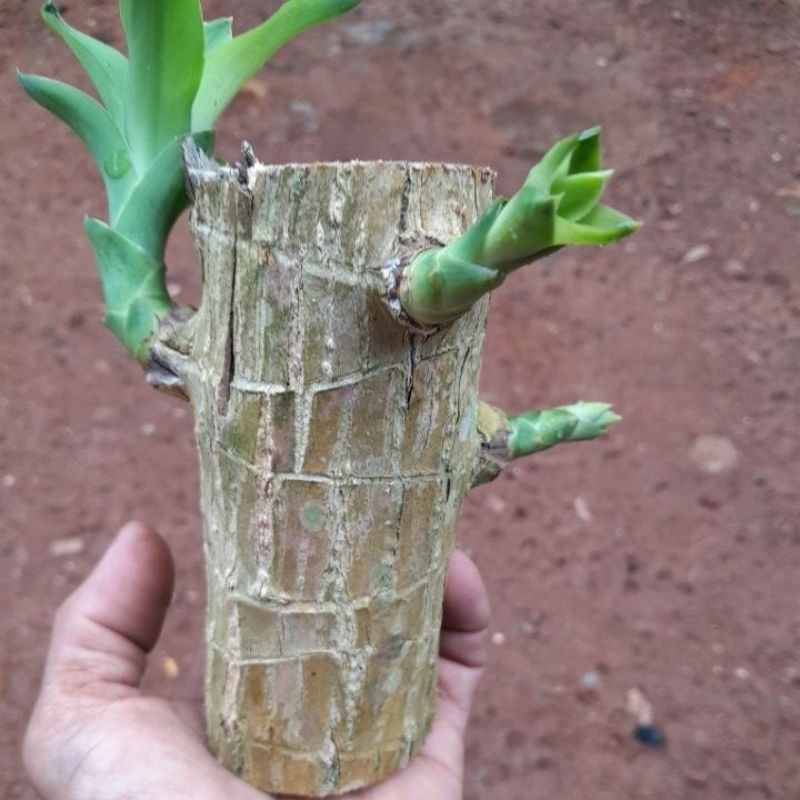hanjuang hijau/ hanjuang bonsai /batang
