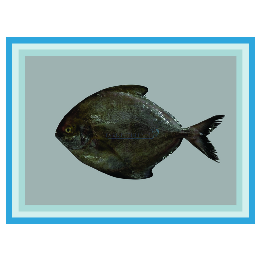 

Ikan Bawal Hitam Frozen - 1kg