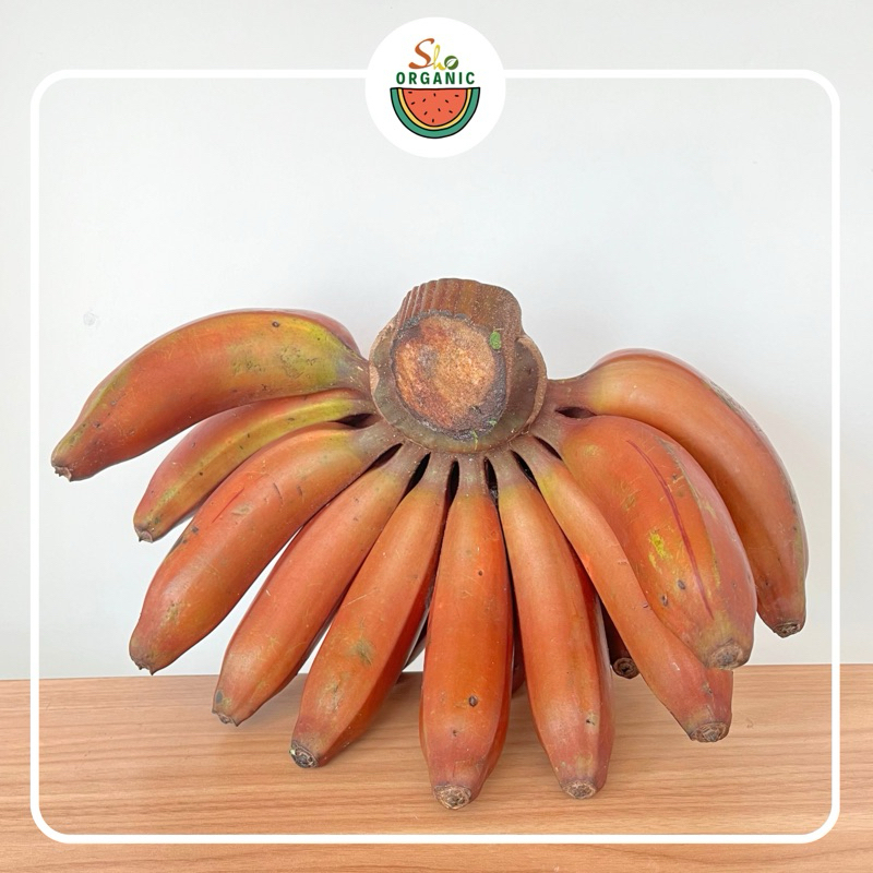 

PISANG MERAH TANPA KARBIT