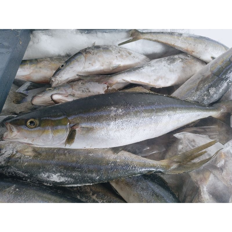 

SUNGLIR / SALEM LAUT BAKARAN