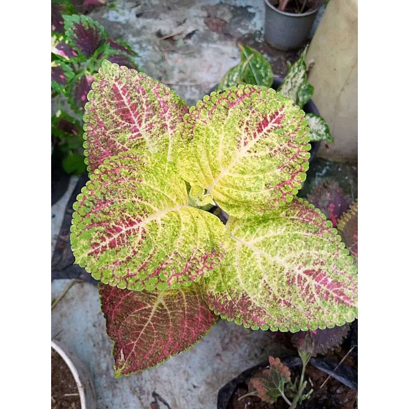 115//bunga miana//coleus//iler//jawer kotok//