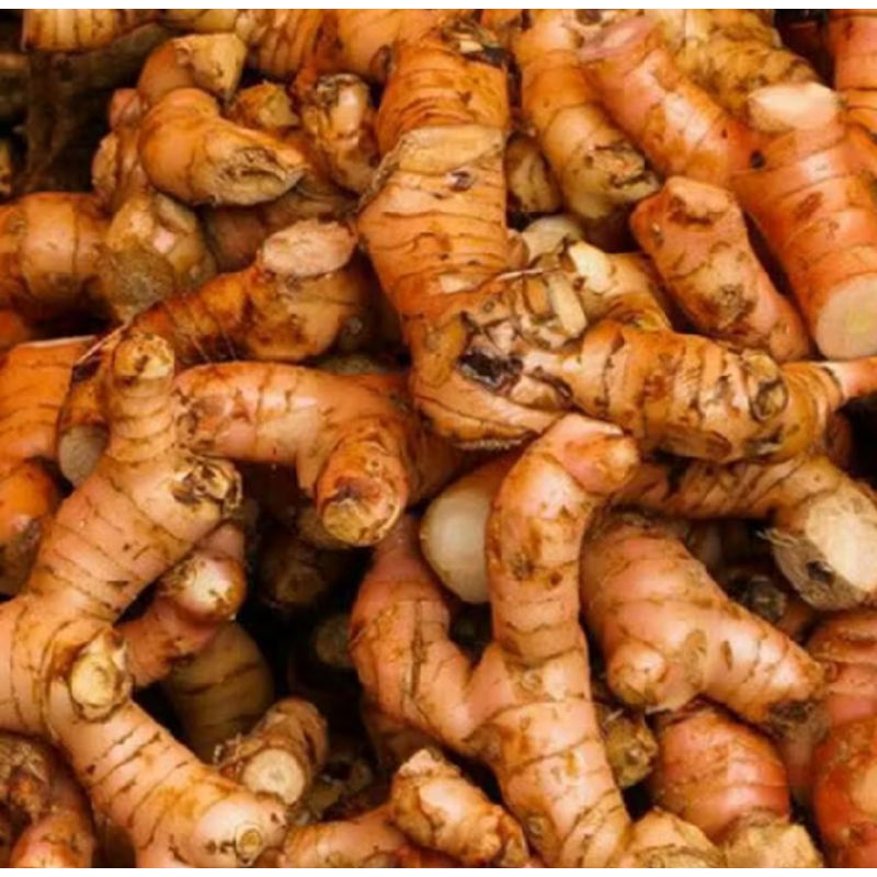 

lengkuas Laos segar dipetik langsung fresh 500gr