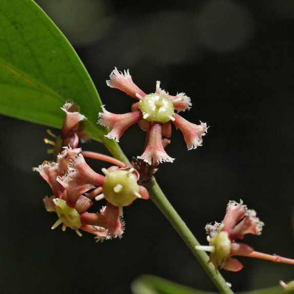 Tanaman Euonymus Langka Wangi