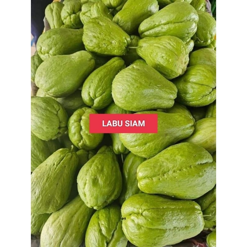 

LABU SIAM Besar 1 pcs Garansi Segar