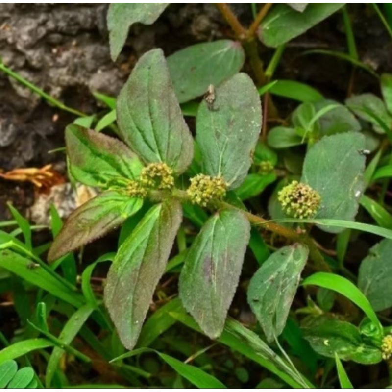

PATIKAN KEBO ISI 15 BESERTA AKAR AKARNYA HERBAL
