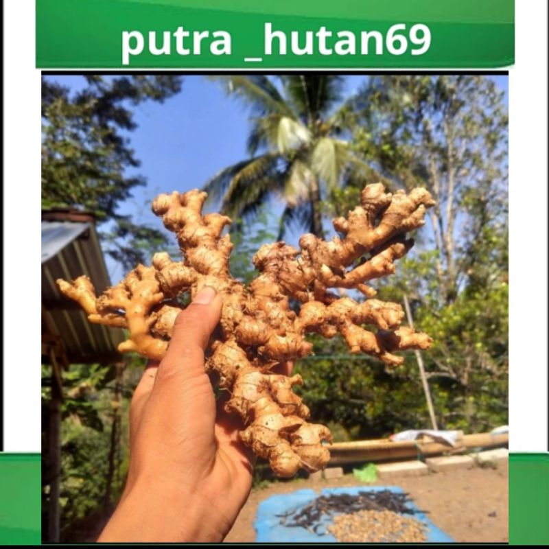

JAHE EMPRIT ASLI 500 g