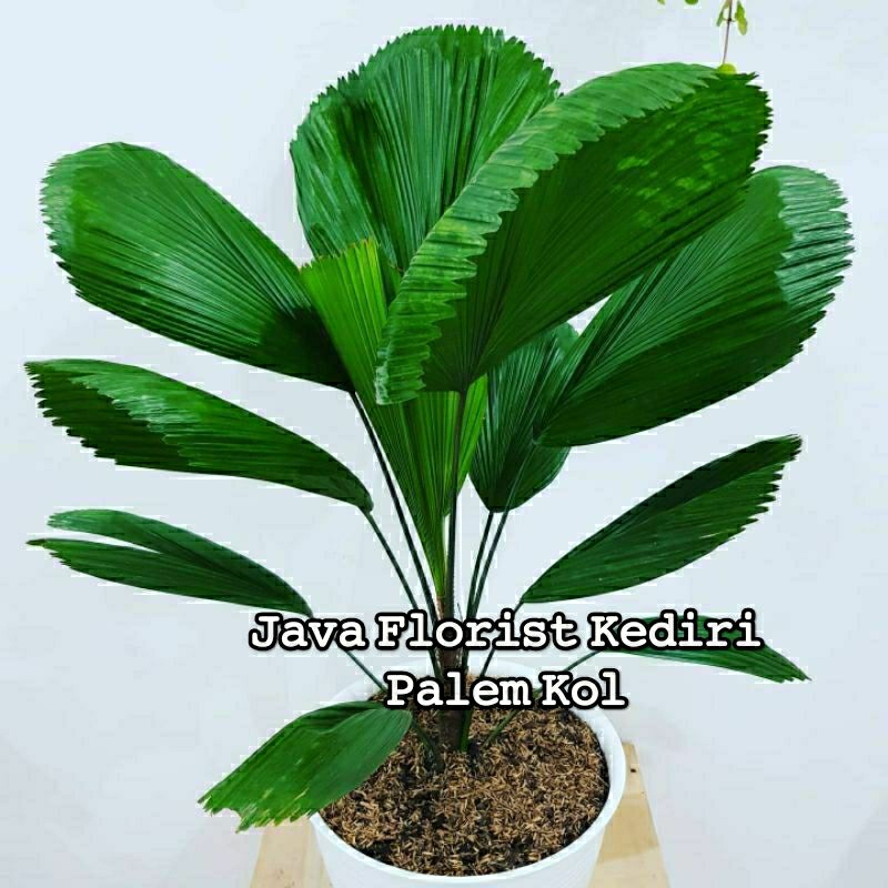 

tanaman palem kol (tinggi 1meteran)