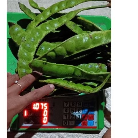 

Paket 10papan pete tua mata dempet melotot harga ambyaaar akhir tahun isi 10papan