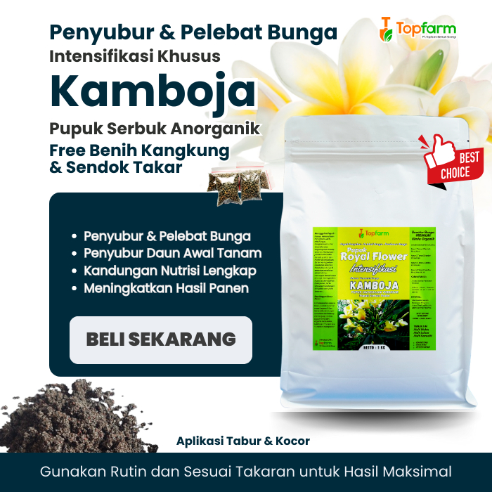 Pupuk Tanaman Bunga Kamboja / Pupuk Kamboja Bali / Pupuk Bunga Kamboja Jepang / Pupuk Bunga Kamboja