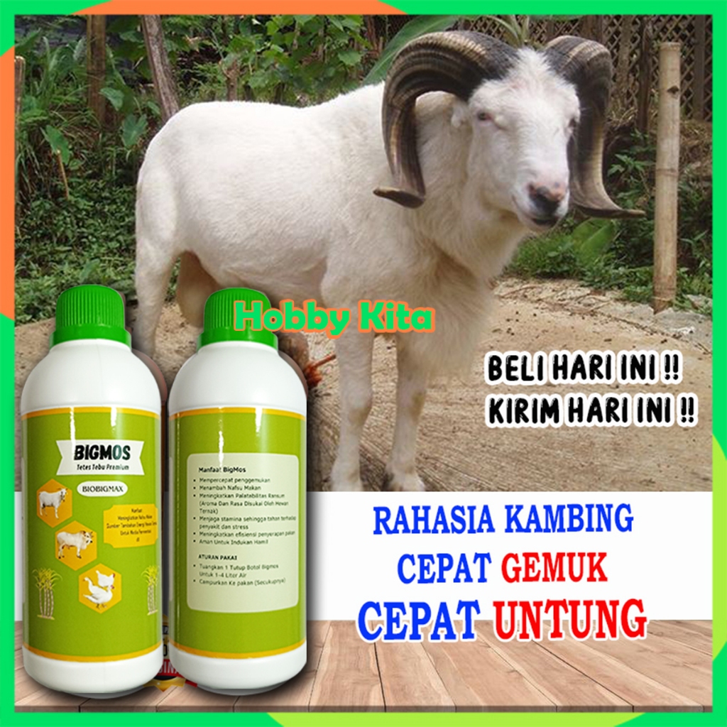 Penggemuk Kambing dan Domba BIGMOS Obat Penggemuk Kambing Paling Cepat Obat Kambing Nafsu Makan