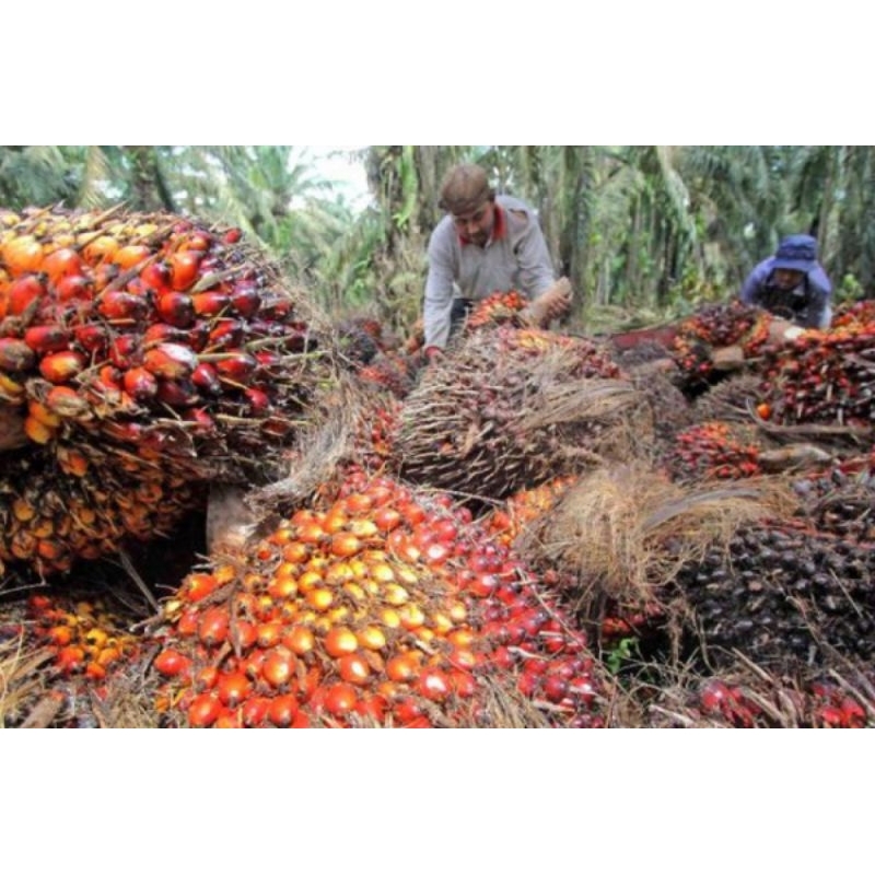 

buah kelapa sawit segar per1kg