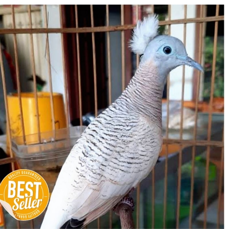 Burung perkutut golden bangkok udan mas  perkutut kalung tepung Mojopahit cemani silver crosing katu