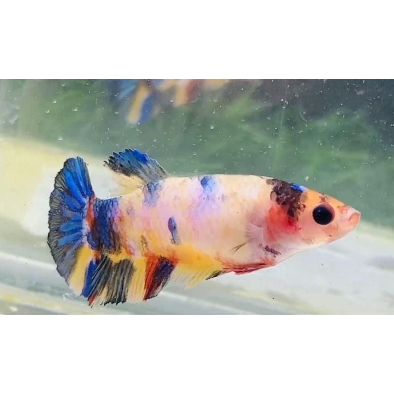 female cupang  multicolor kualitas bagus