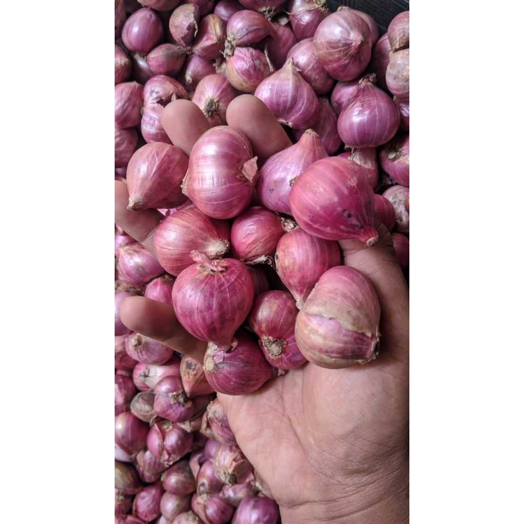 

BAWANG MERAH PROBOLINGGO | NO 1 BESAR SUPER DAN KERING