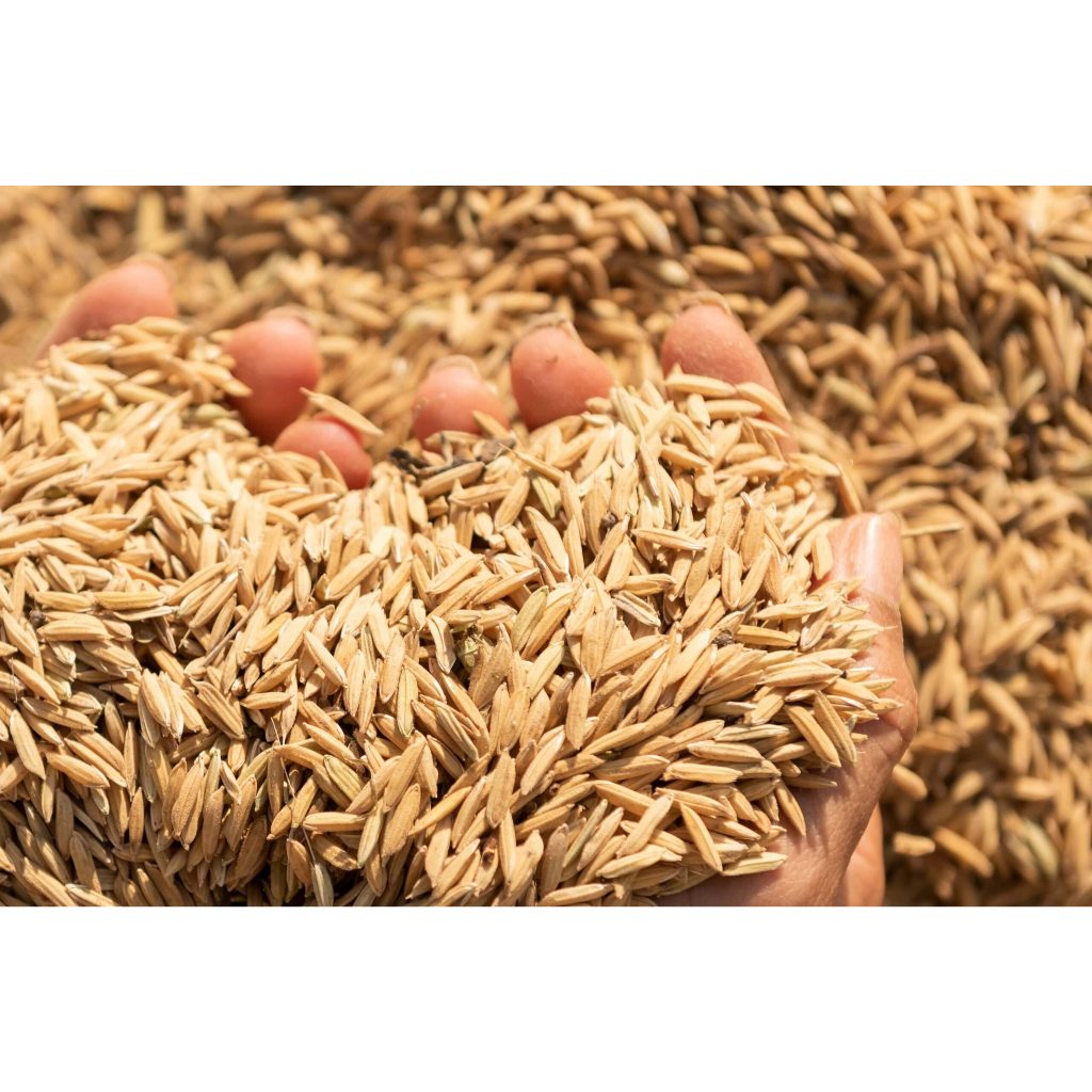 Sekam Mentah Untuk Media Tanam Sekam Mentah 1 Karung Brambut Sekam Padi Karungan