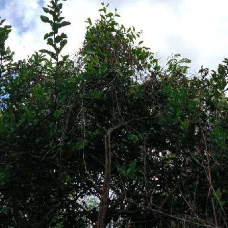 

satu kg daun segar benalu jeruk purut