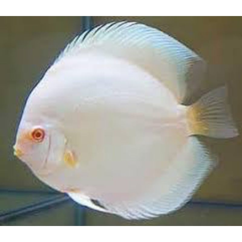 hiasan aquarium ikan discus white albino 1inch