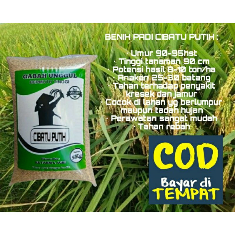 BENIH PADI CIBATU PUTIH ORIGINAL (5KG)