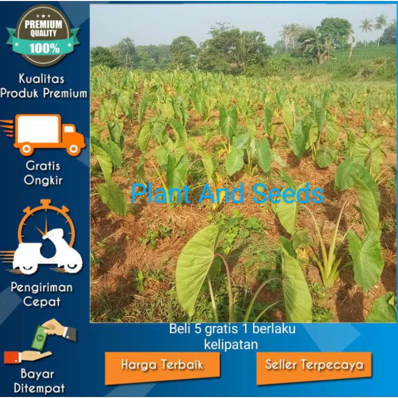 BIBIT UNGGUL TALAS SUTRA/CALIFORNIA