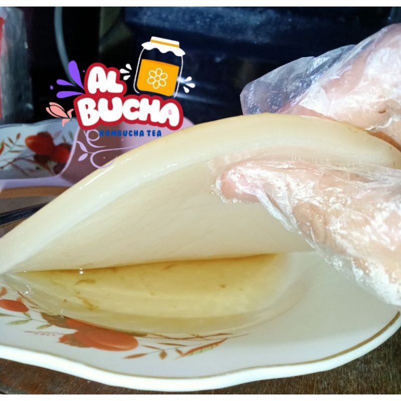 

PAKET SCOBY BIG SIZE + Starter 300ml