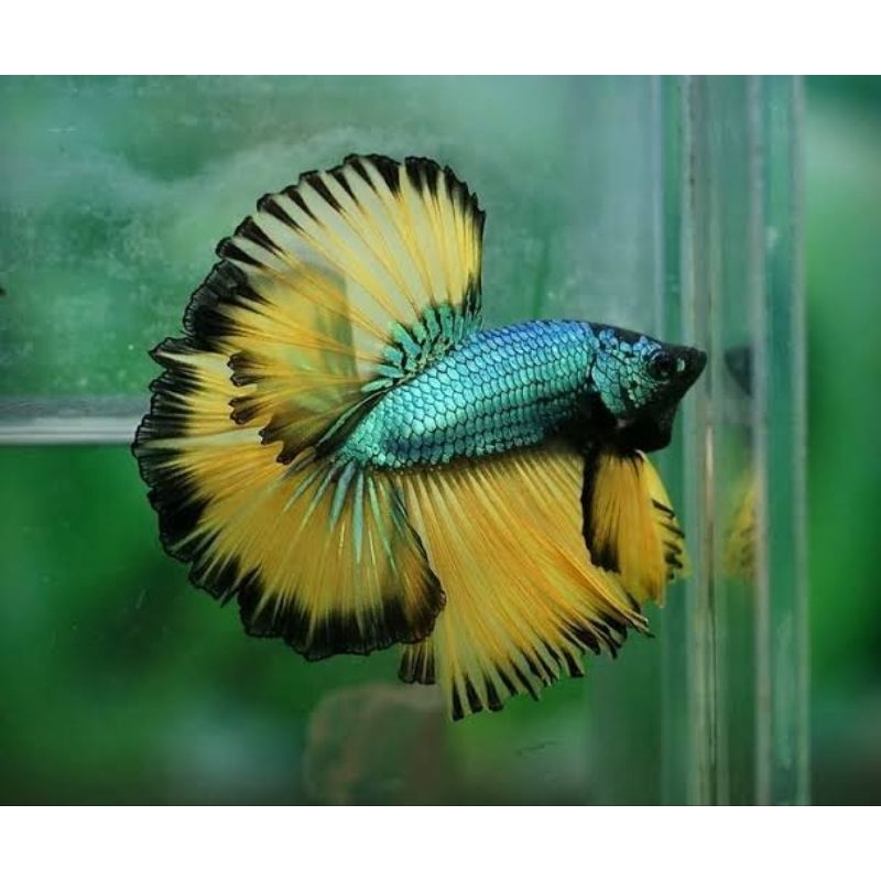 Ikan cupang HalfMoon Betina/Jantan