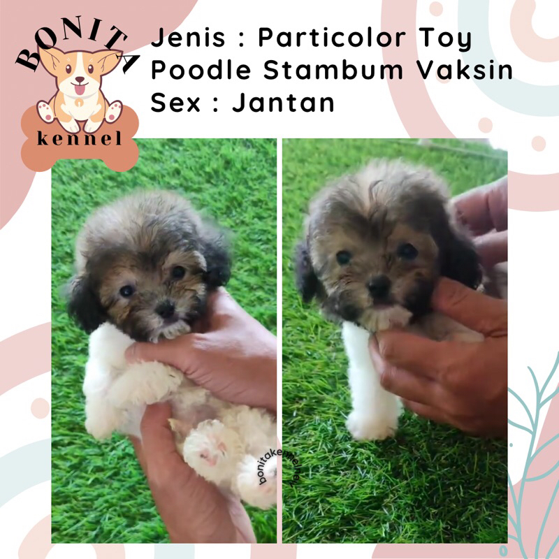 Particolor Silver Tiny Poodle Stambum Anak Anjing Poodle Jantan Betina