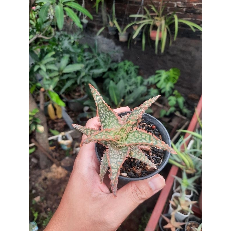 aloe tct blue windmill tanaman hias sukulen kaktus impor thailand