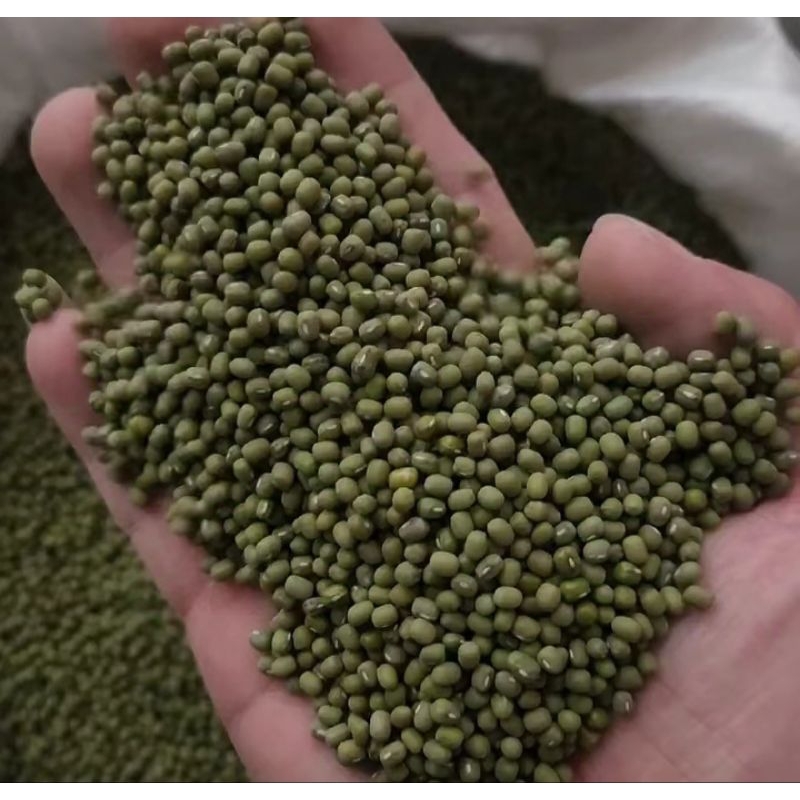 

KACANG HIJAU / KACANG IJO | KACANG IJO BUBUR | SUPER