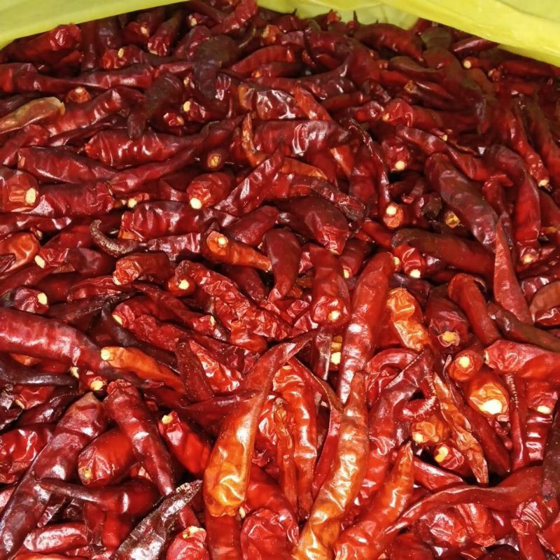 

cabe merah uceng kering 100gr