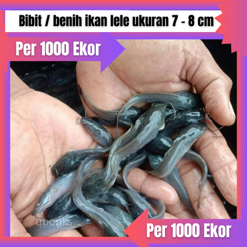 Bibit / benih ikan lele ukuran 7 - 8 cm per 1000 ekor