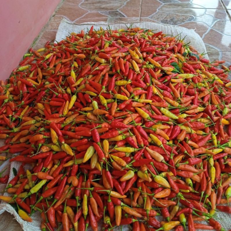 

cabe rawit merah pedas ori 500 gr