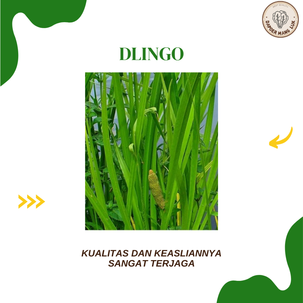 

DRIED SERBUK DLINGO BEST SELLER
