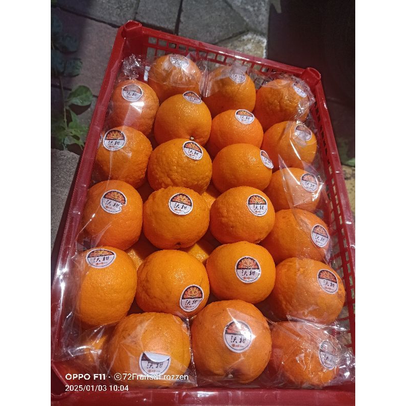 

JERUK WOGAM MANDARIN