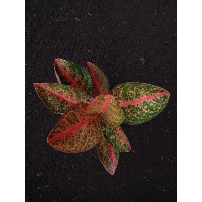 aglaonema Kendedes