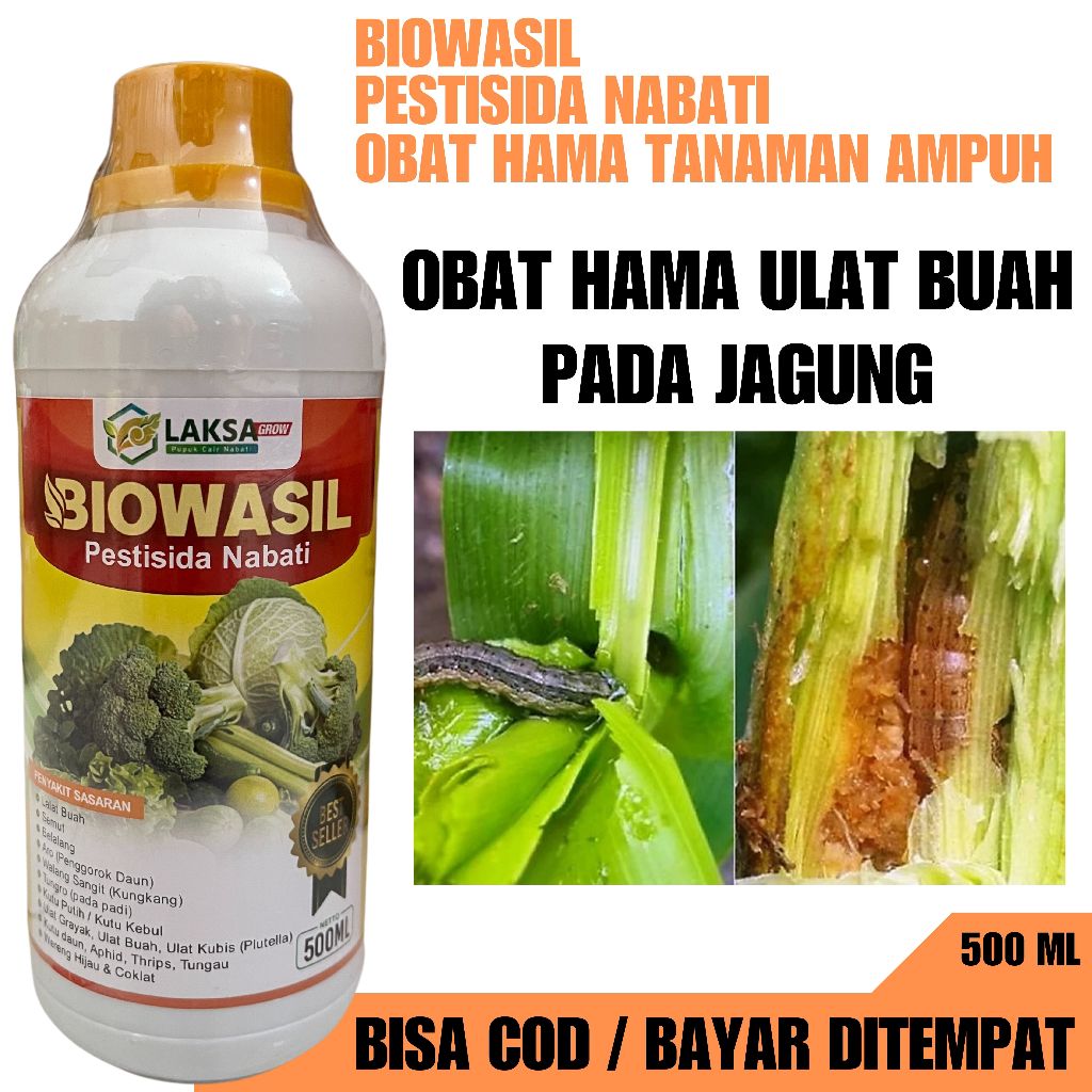 Obat Hama Ulat Buah Pada Jagung Paling Ampuh, Biowasil Pestisida nabati Anti Hama Ulat Jagung