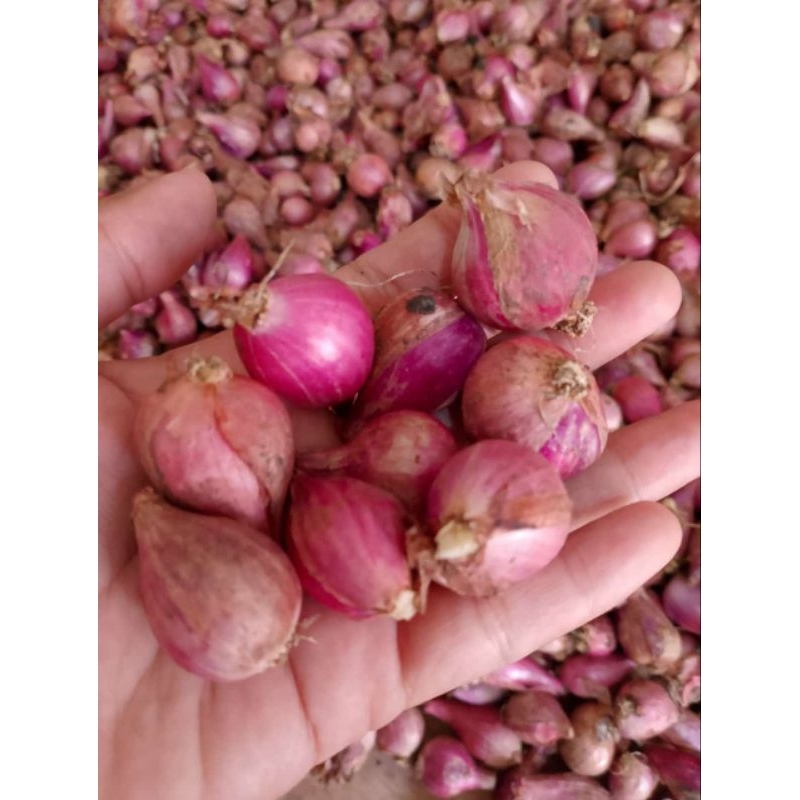 

bawang merah 1kg besar ada, tangung besar ada