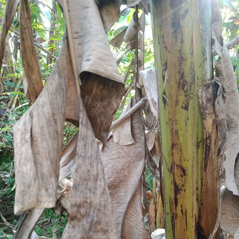 

Daun Pisang Kering Bahan Media Tanam 500 g